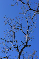 branch and bud of tree in winter