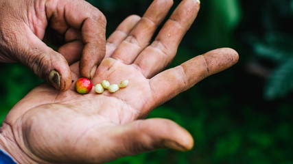 Raw coffee beans on hands.