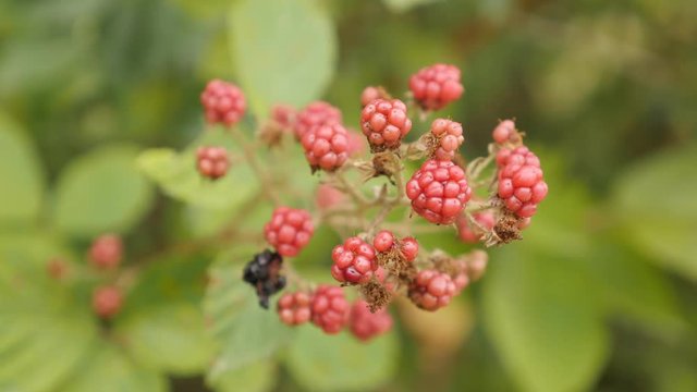 Red European blackberry bramble - Shallow DOF Rubus fruticosus fruit 