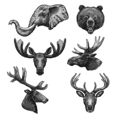 Vector sketch icons of wild animals heads
