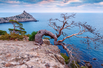 dead juniper on the rock