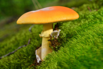 amanita caesarea mushroom