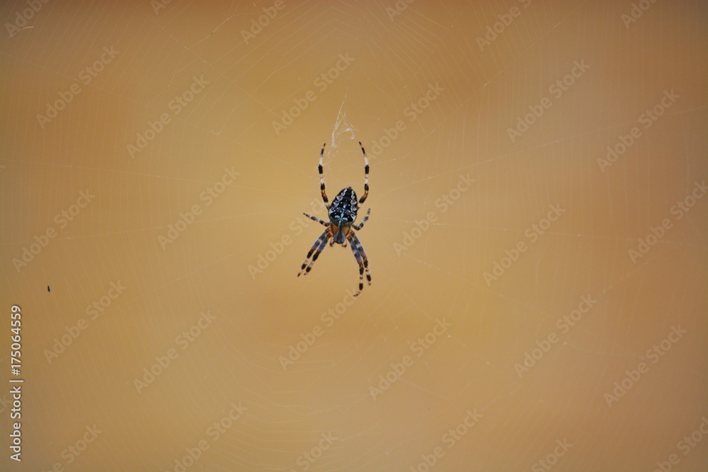 Wall mural cross spider in net