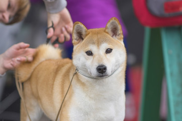 Dog Laika close-up