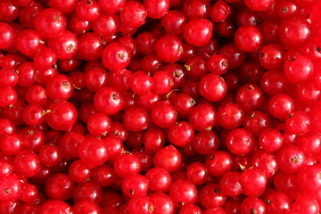 Red currant background