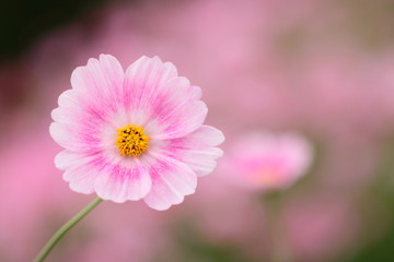 Obraz premium コスモス