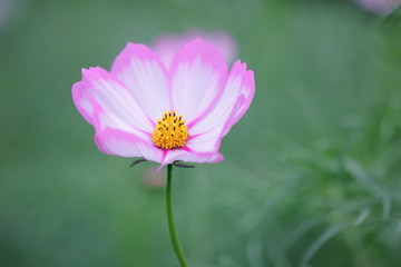 コスモス
