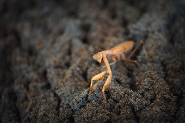 Orange Mantis On A Tree