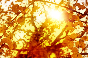 Naklejka na ściany i meble Colorful sunny autumn background