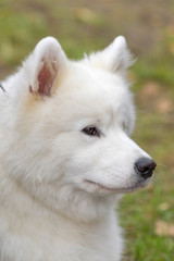 Samoyed dog close-up