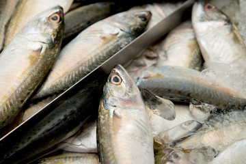Fresh mackerel fish at the seafood market, Traditional fish in market. Soft focus, close up.