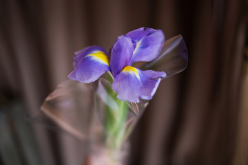 fresh blue iris closeup on a brown background