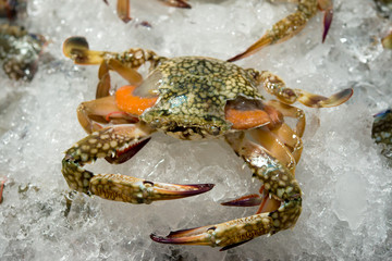 Fototapeta na wymiar horse crab,Flower crab,Blue crab,Blue swimmer crab,Sand crab on ice at market