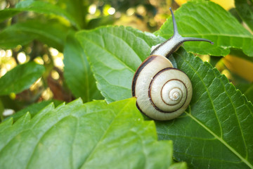 かたつむりと緑の葉