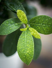leafs water drops