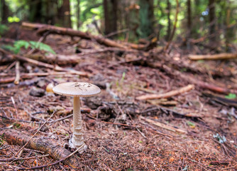 Gray-brown mushroom toadstool