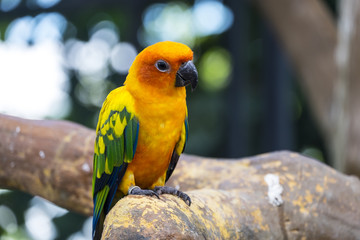 Cute sun conure parrot