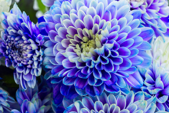 Fototapeta fresh blue chrysanthemum flowers petals macro background