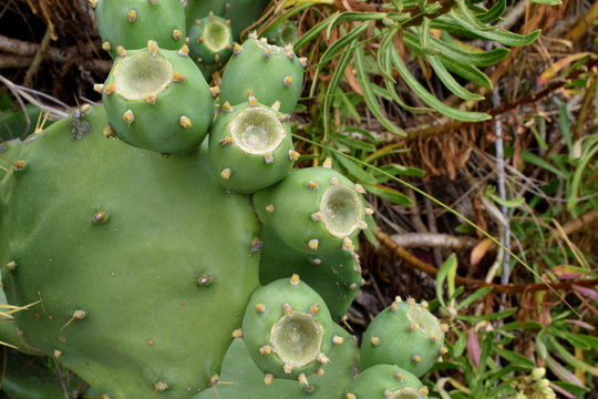 Indian fig opuntia
