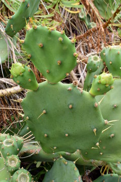 Indian fig opuntia