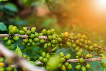 Raw Coffee Beans in Chiang Rai Province, Northern Thailand.