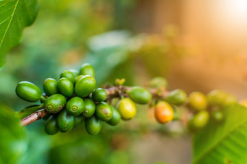 Raw Coffee Beans in Chiang Rai Province, Northern Thailand.