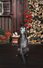 A rare breed of dogs, a levretka