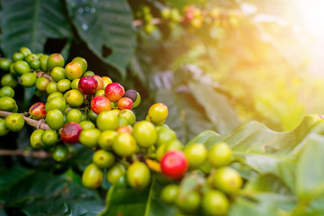 Raw Coffee Beans in Chiang Rai Province, Northern Thailand.