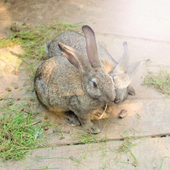 Naklejka na ściany i meble A pair of grey rabbits on a wooden light background.