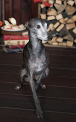 A rare breed of dogs, a levretka