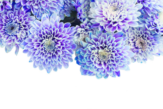 Fototapeta fresh blue chrysanthemum flowers border isolated on white background