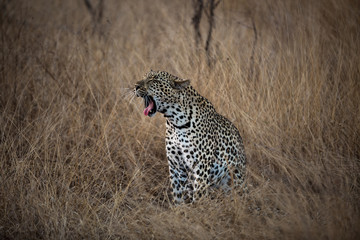 Leopard in the Savanna