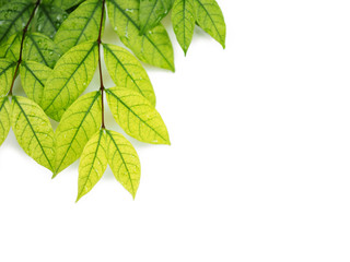 Light green clear vein young leaf branch tree bush at upper left corner, on white background