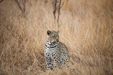 Leopard in the Savanna