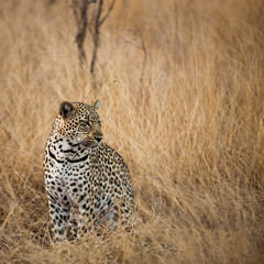 Fototapeta na wymiar Leopard in the Savanna