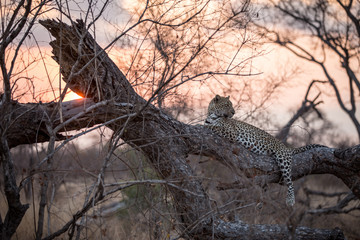 Fototapeta premium Leopard in the Tree