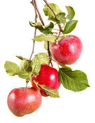 somewhat ripe apple on a branch with leaves. isolated on white background