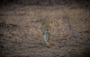 Leopard in the Savanna