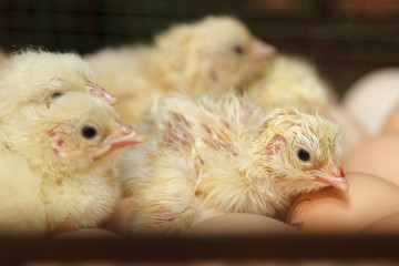 The newly-hatched chicks