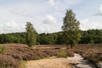 Heather landscape