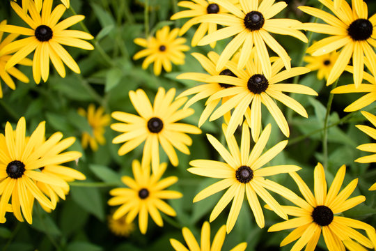 Orange Coneflower