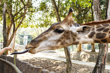 Fototapeta premium Eating giraffe, close-up head with tongue