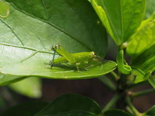 grasshopper on green leaf