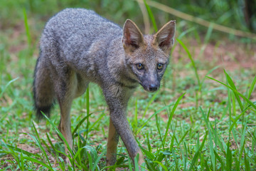 Hoary Fox 