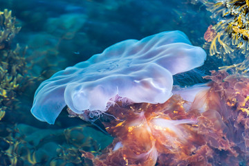 Pink jellyfish sealed in seaweed © Marcin