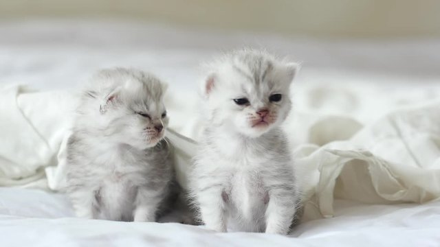 Cute tabby kittens playing under white blanket slow motion 13