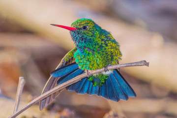 Glittering-bellied Emerald