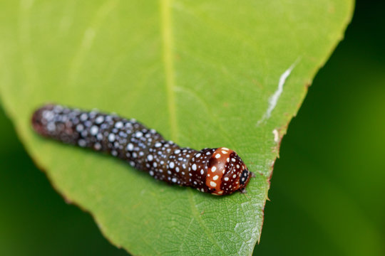 Image of brown caterpillar on green leaves. Insect. Animal.