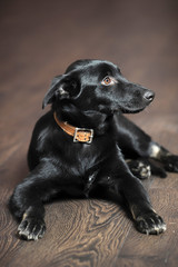 beautiful black puppy on brown floor background