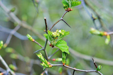 Obraz premium Blossoms of cherry tree